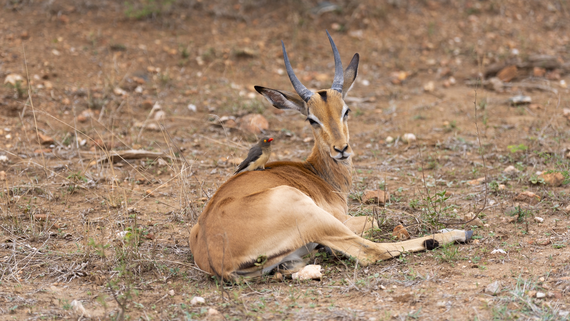 Kruger25 2025 10 28 11 50 21 ILCE 9M3 350
